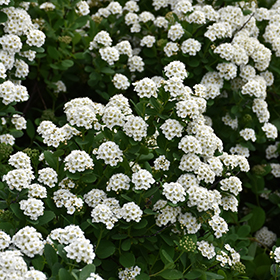Plant Photo 5