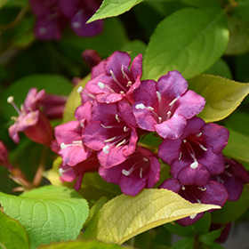 Plant Photo 1