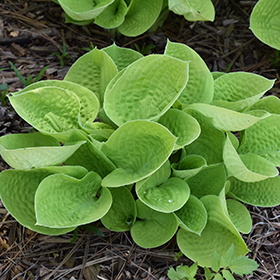 Plant Photo 5