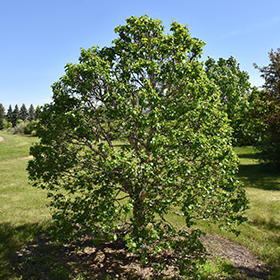 Plant Photo 7