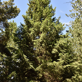 Plant Photo 4