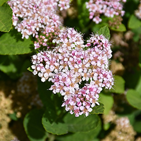 Plant Photo 4