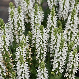 Plant Photo 6