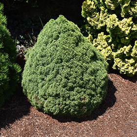 Plant Photo 6