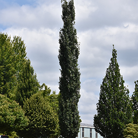 Plant Photo 5