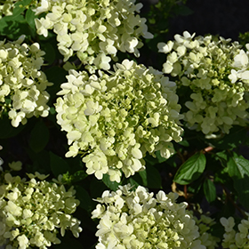 Plant Photo 7