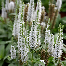 Plant Photo 3