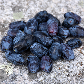 Plant Photo 10