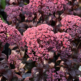Plant Photo 10