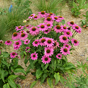 Plant Photo 5
