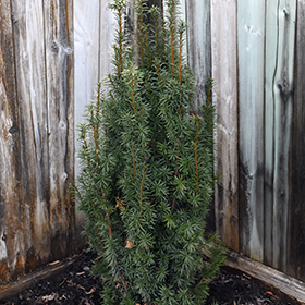 Plant Photo 8