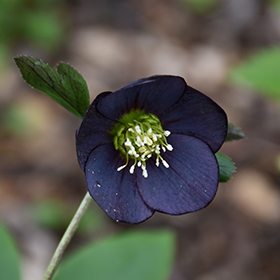 Plant Photo 6