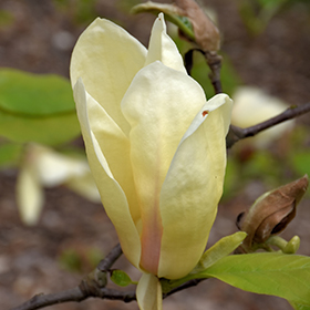 Plant Photo 1