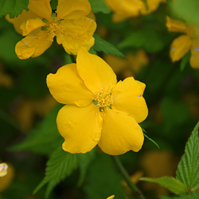 Plant Photo 3