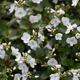 Plant Photo 9