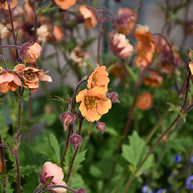 Plant Photo 2