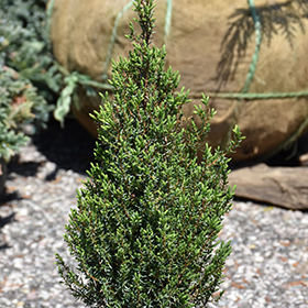 Plant Photo 8