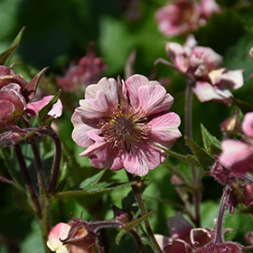 Plant Photo 4