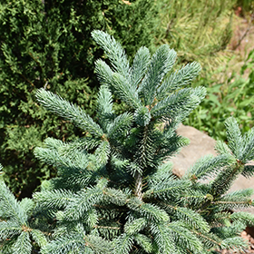 Plant Photo 10