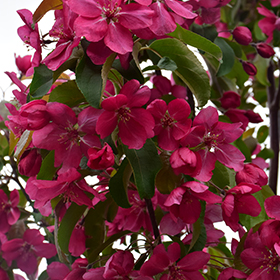 Plant Photo 9