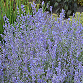 Plant Photo 7
