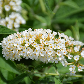 Plant Photo 9