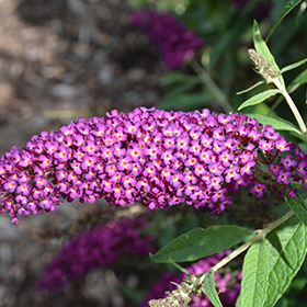Plant Photo 10