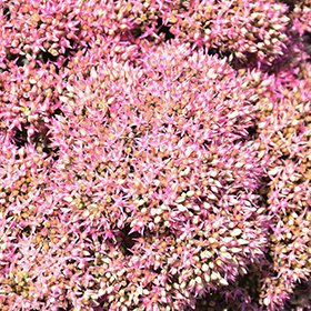 Plant Photo 8