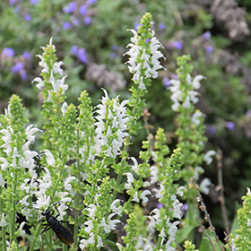 Plant Photo 10