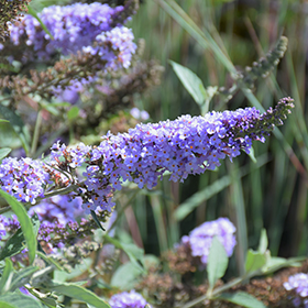 Plant Photo 8
