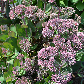 Plant Photo 5