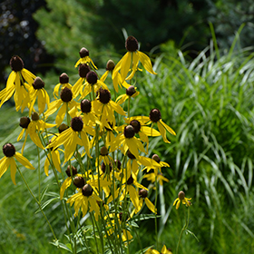 Plant Photo 4
