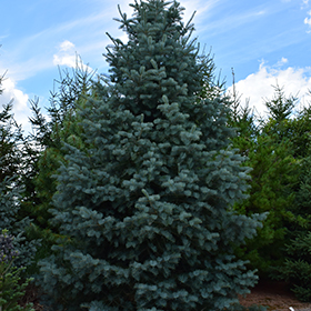 Plant Photo 9