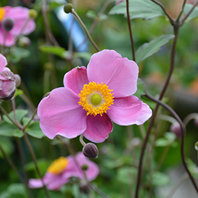 Plant Photo 8