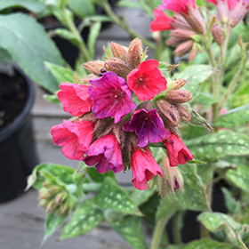 Plant Photo 1