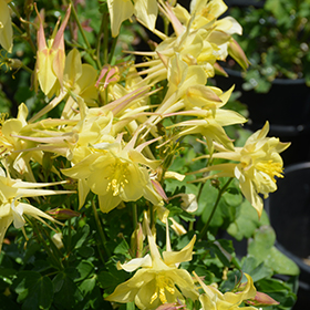 Plant Photo 7