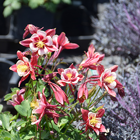 Plant Photo 6
