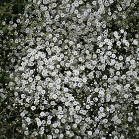 Plant Photo 8