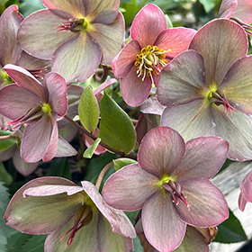 Plant Photo 10