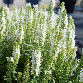 Plant Photo 1