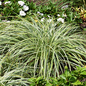 Plant Photo 8
