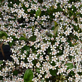 Plant Photo 5