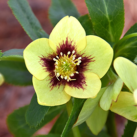 Plant Photo 9