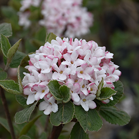 Plant Photo 3