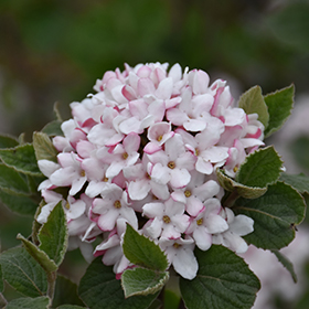 Plant Photo 1