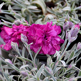 Plant Photo 8