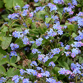 Plant Photo 1