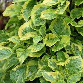 Plant Photo 5