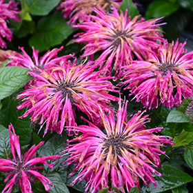 Plant Photo 9