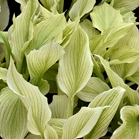 Plant Photo 2